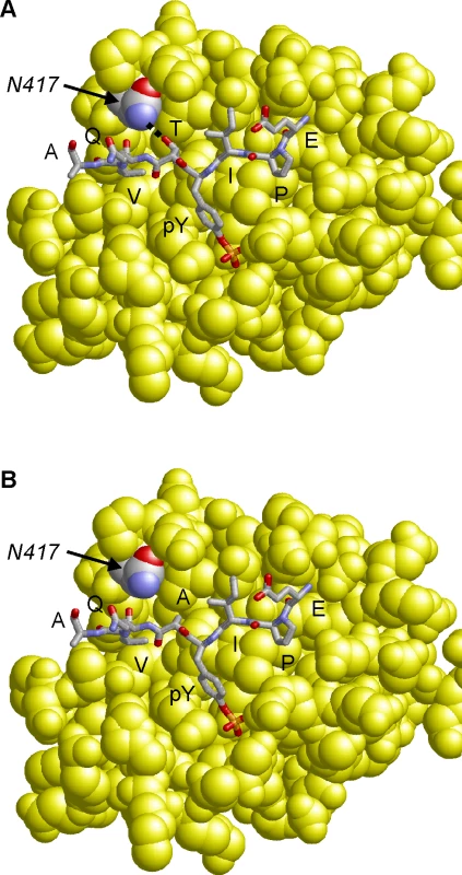 Model of the CagA B-TPM motif variants bound to PI3-kinase.