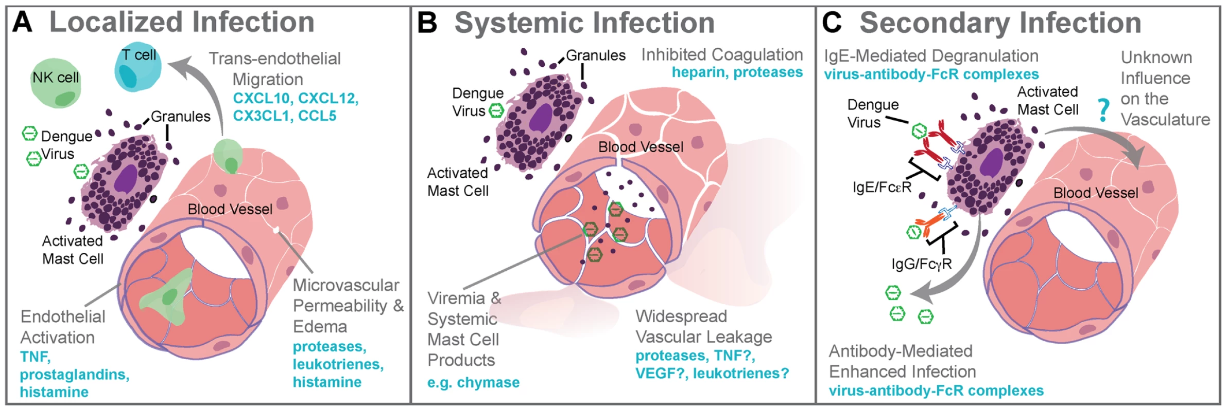 Mast cell–augmented immune responses to dengue virus infection.