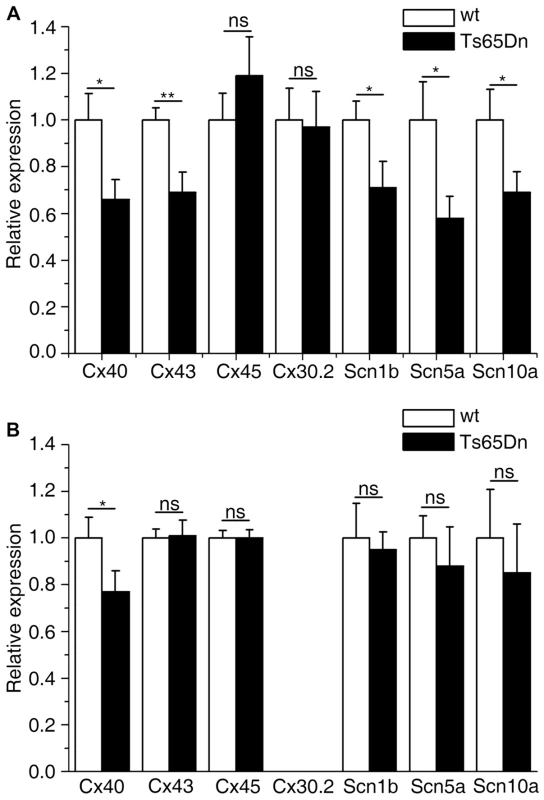Atrial and ventricular connexins and sodium channel genes expression levels in wt and Ts65Dn mice.
