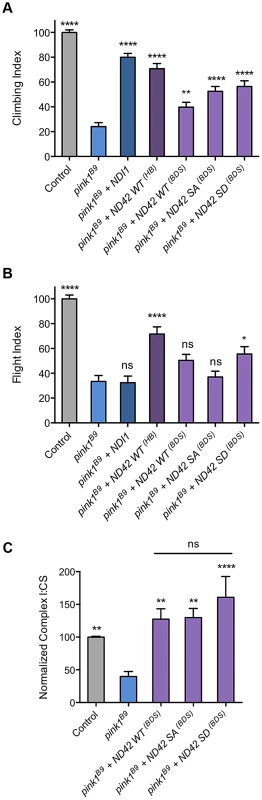 Analysis of ND42 Ser-250 phospho-variant rescue of <i>pink1</i> mutant climbing defect and complex I deficiency.
