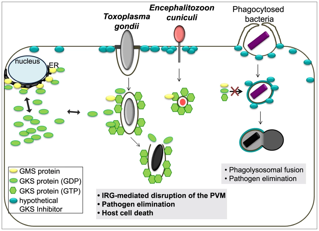 Scheme of the IRG resistance system and its target organisms.