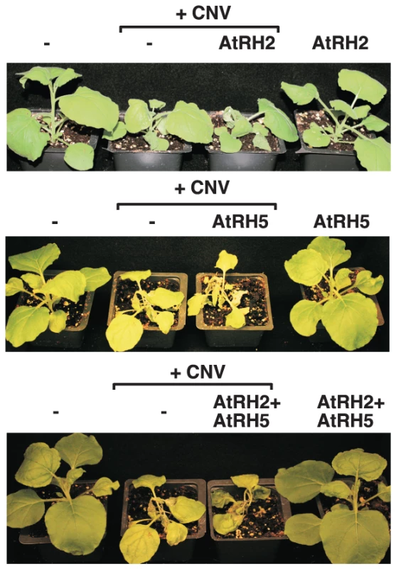 Over-expression of AtRH2 and AtRH5 in <i>N. benthamiana</i> accelerates the rapid necrosis caused by systemic CNV infection.