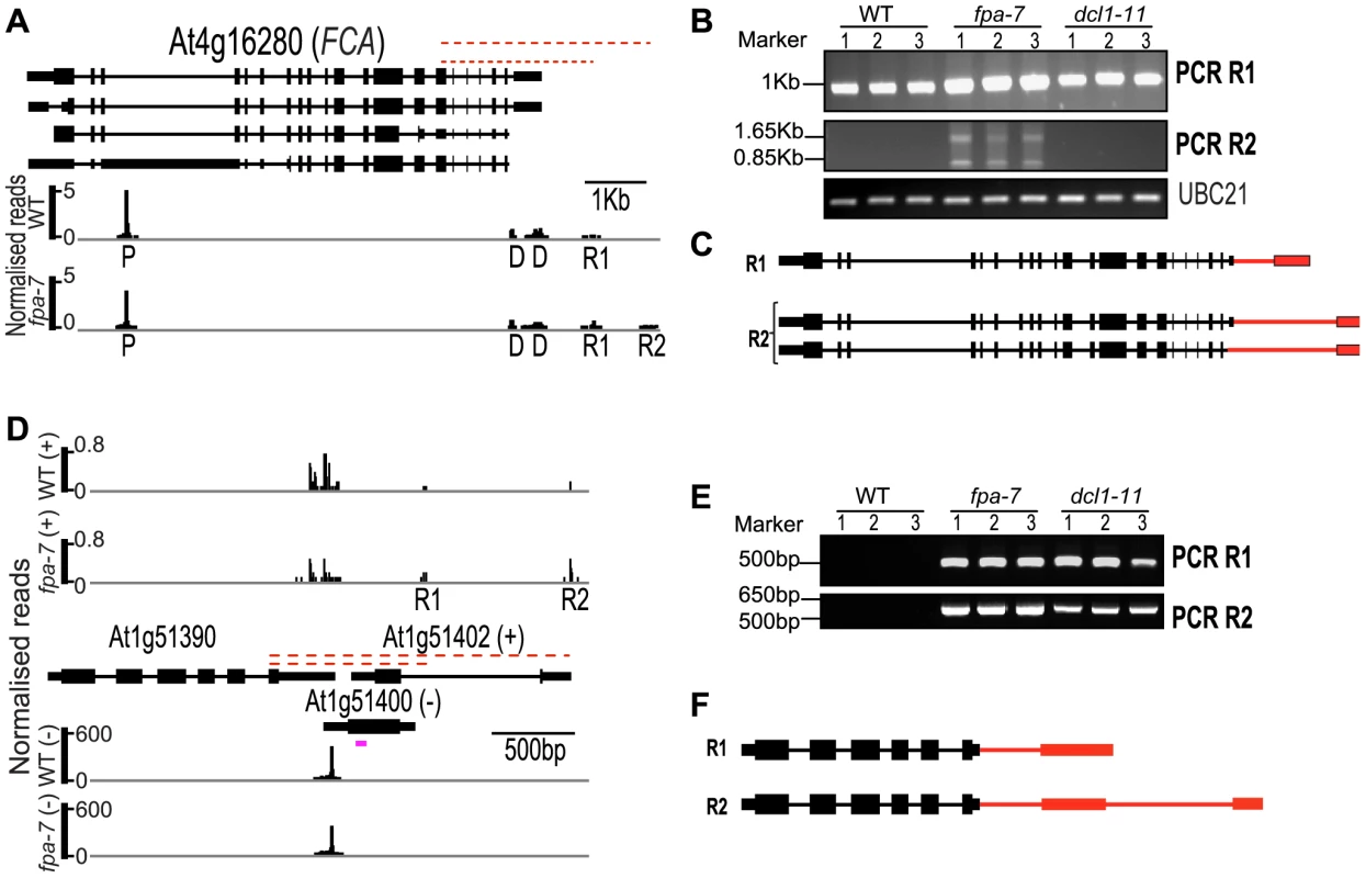 Characterisation of intergenic read-through RNAs in <i>fpa</i> and <i>dc11</i> mutants.