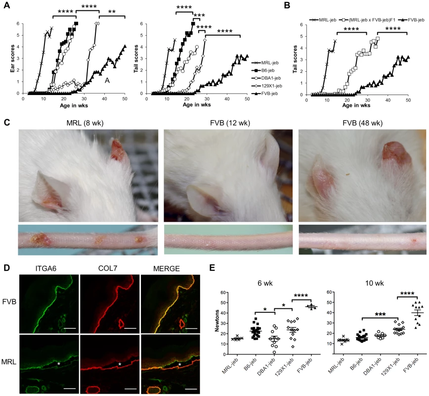 Mouse strain background causes substantial variation in the onset and severity of JEB-nH in <i>Lamc2<sup>jeb/jeb</sup></i> mice.