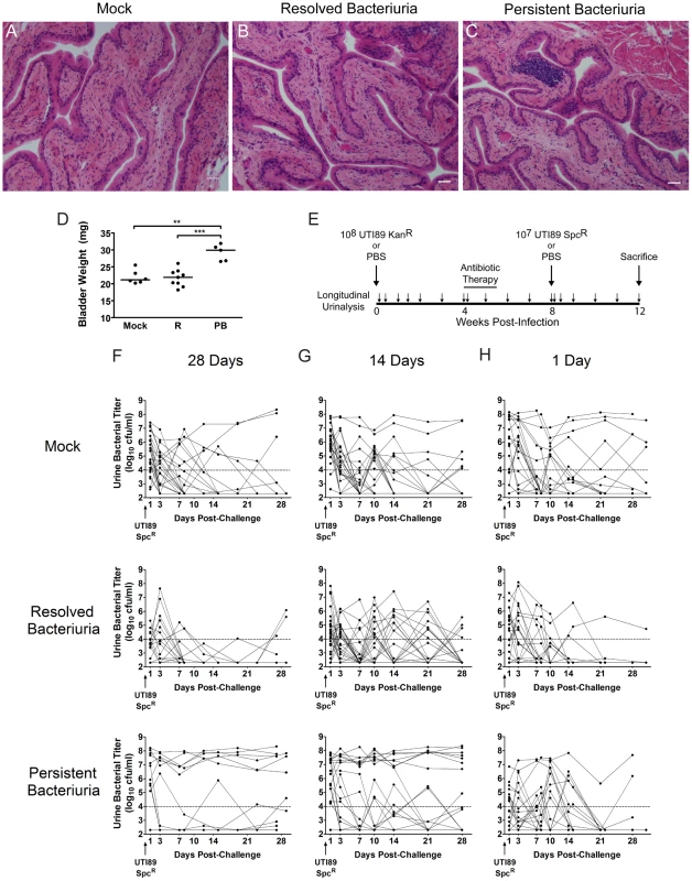 C3H/HeN mice with a history of chronic cystitis are more susceptible to chronic cystitis upon challenge infection.