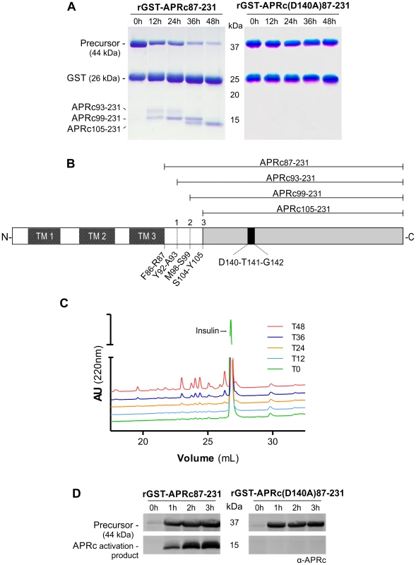 The recombinant soluble catalytic domain of APRc displays autoprocessing activity dependent on the catalytic aspartate residue.