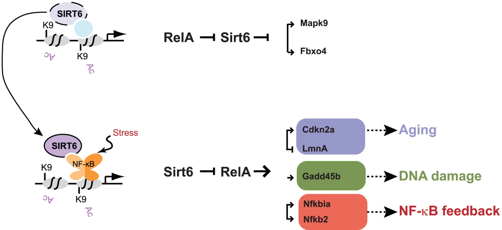Model for Sirt6 regulation of targeting and gene expression.