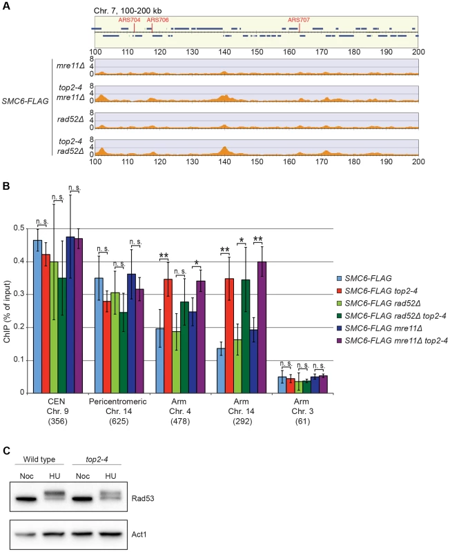 The chromosomal association of Smc6 does not depend on DSB formation or recombination.