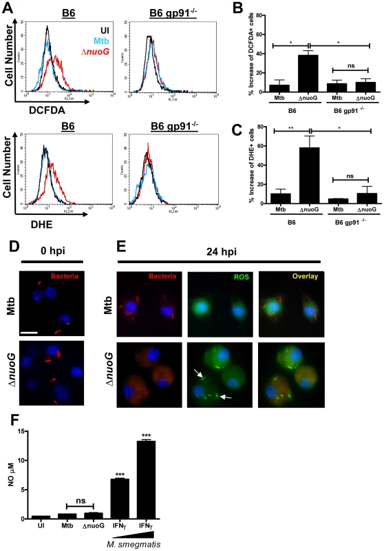 Mtb NuoG mediates inhibition of infection-induced phagosomal ROS production.