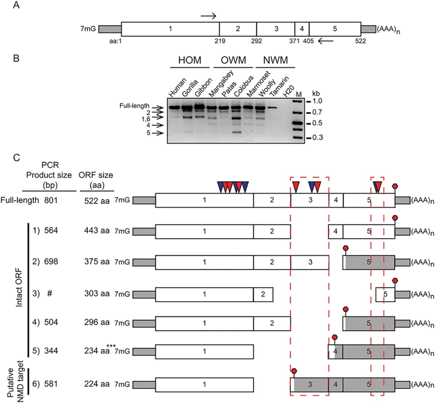 cGAS encodes multiple mRNA spliceforms.