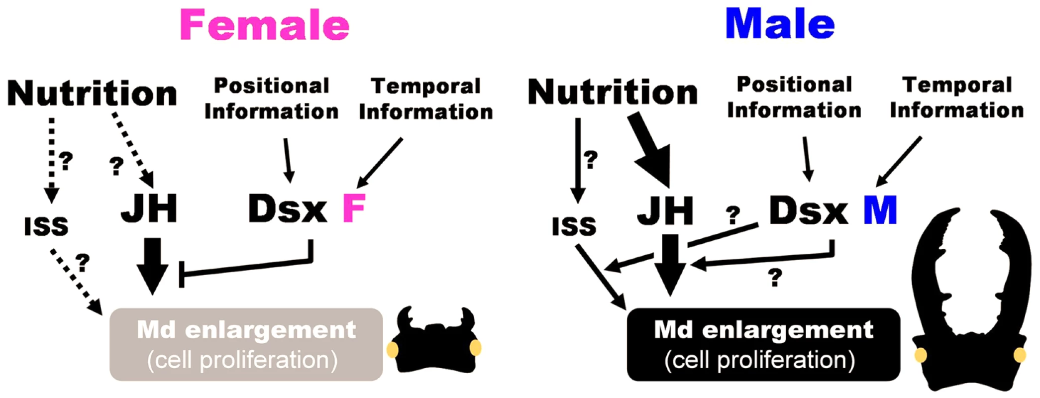 Schematic view of developmental link between nutrition and sex via JH signaling for sex-specific exaggerated trait development in the stag beetle.