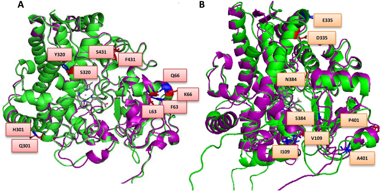 Overlay of (A) MALCYP6P9a (green helices) and FANGCYP6P9a (purple helices) and (B) MALCYP6P9b (green helices) and FANGCYP6P9b (purple helices) showing amino acid residues changes.