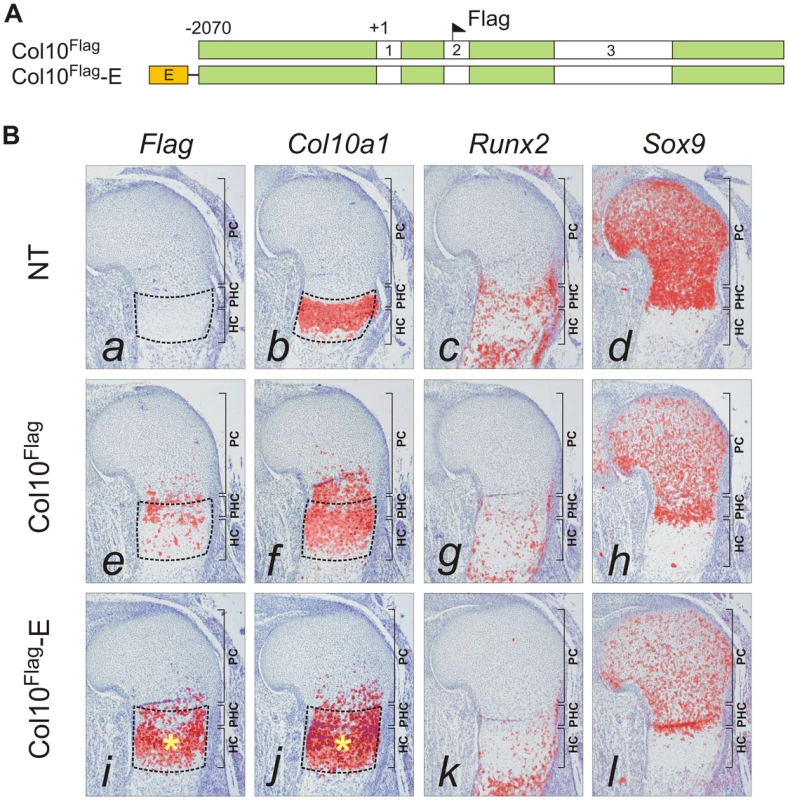 Element A enhances <i>Col10a1</i> transgene expression in the growth plate.