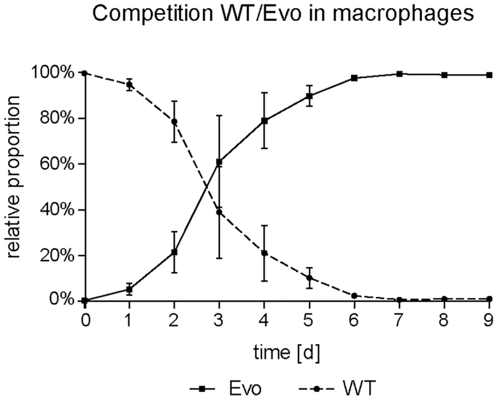 Increased fitness of the evolved strain in macrophages in direct competition.