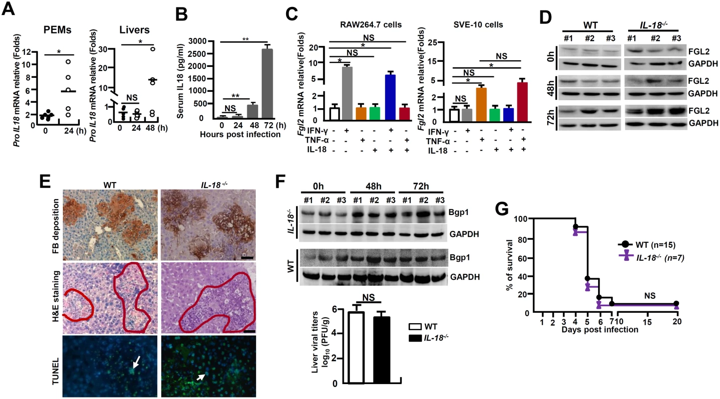 <i>IL-18</i><sup><i>-/-</i></sup> mice are susceptible to MHV-3-mediated hepatitis.