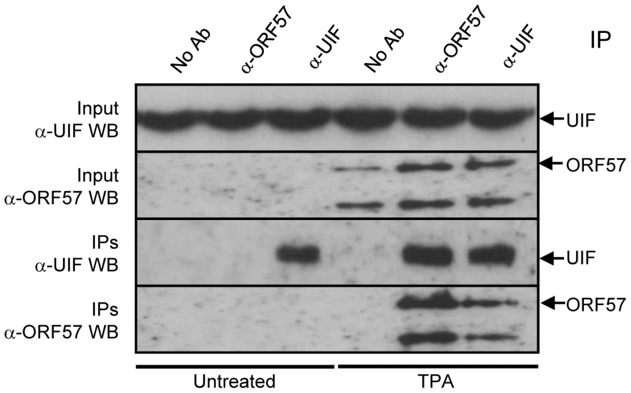 ORF57 interacts directly with UIF during KSHV lytic replication.