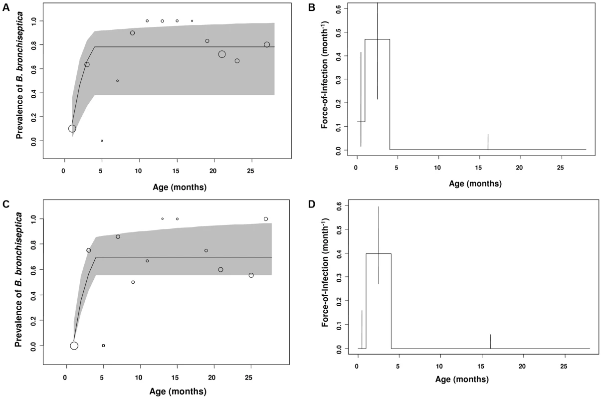 Gender differences in <i>B. bronchiseptica</i> prevalence and the force-of-infection estimated in the commercial rabbitry.