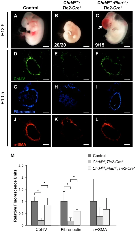 Genetic reduction of urokinase restores ECM components and partially rescues vascular rupture in <i>Chd4<sup>fl/fl</sup>;Tie2-Cre<sup>+</sup></i> embryos.