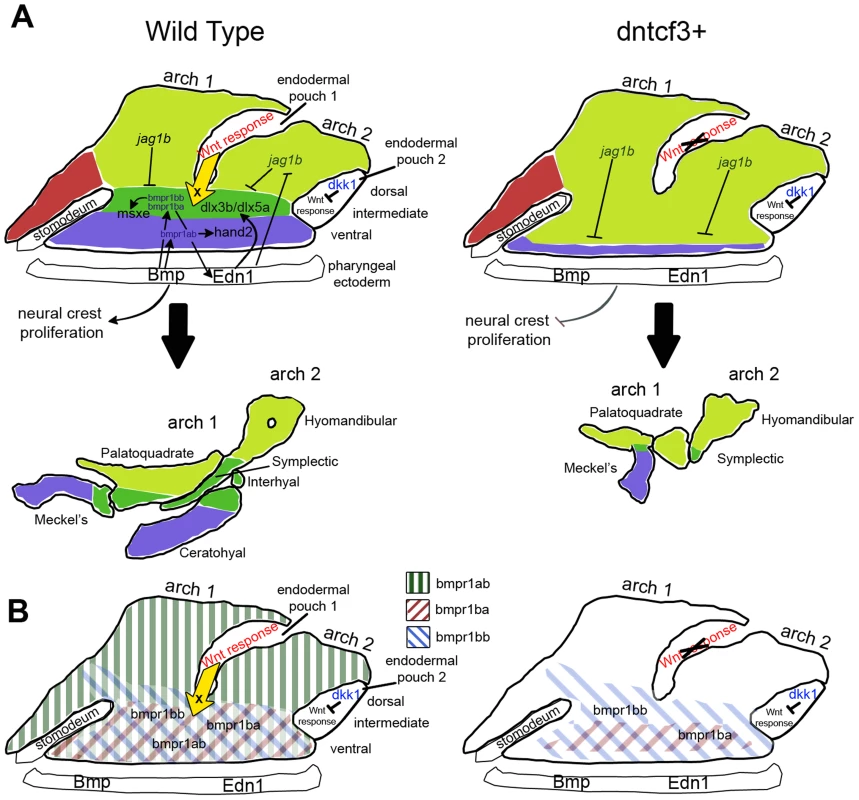 Model for the role of Wnt in dorsal-ventral arch patterning.