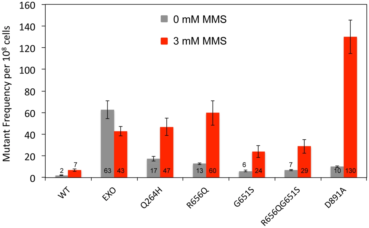 Mutations that disrupted Mip1 polymerase activity caused increased mutant frequency after MMS exposure.