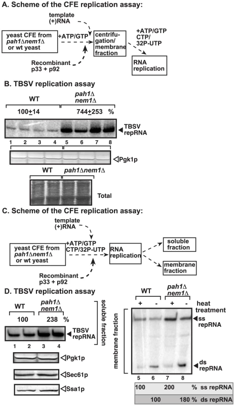 Enhanced TBSV repRNA replication in CFE prepared from <i>pah1Δ nem1Δ</i> yeast.