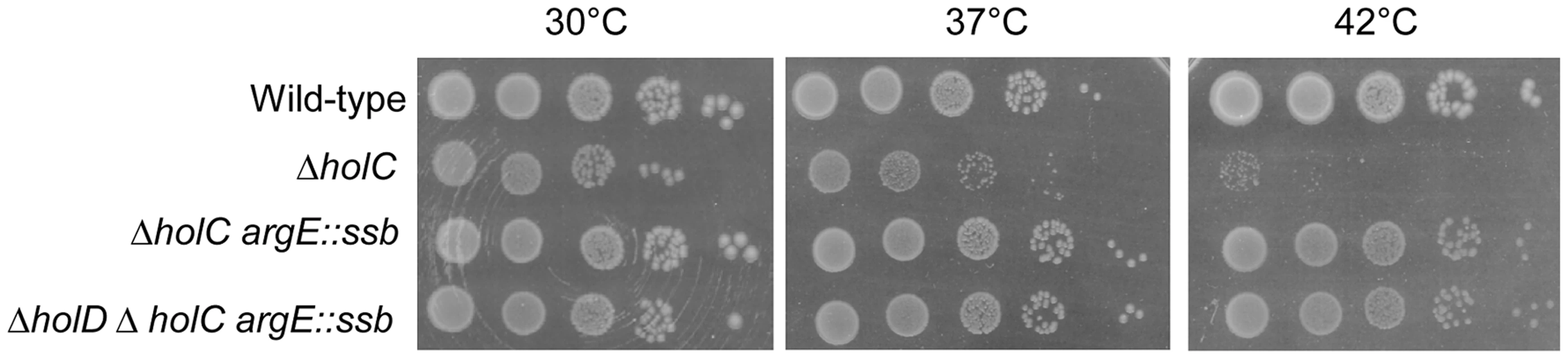 <i>ssb</i> gene duplication restores normal growth to Δ<i>holC</i> and Δ<i>holC</i> Δ<i>holD</i> mutants.