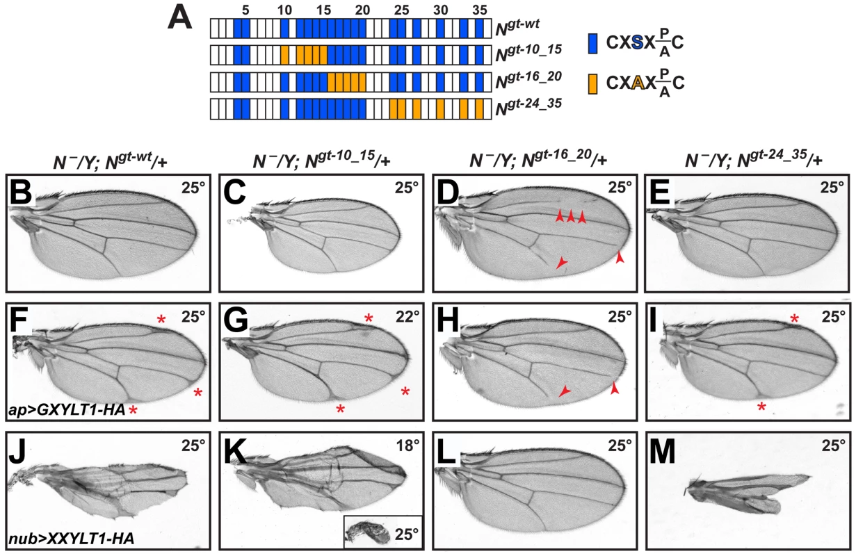 Xylosylation of EGF16–20 negatively regulates <i>Drosophila</i> Notch signaling <i>in vivo</i>.