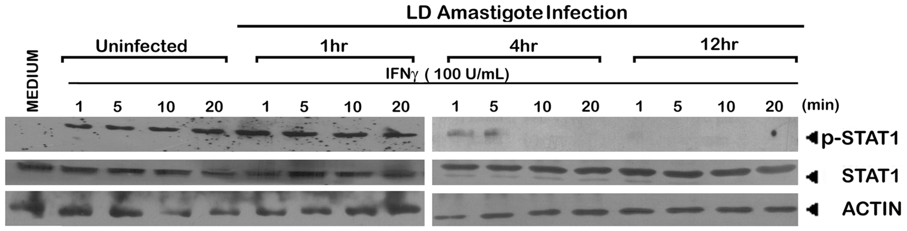Suppression of IFNγ signaling initiation in LD amastigote infected MØs.