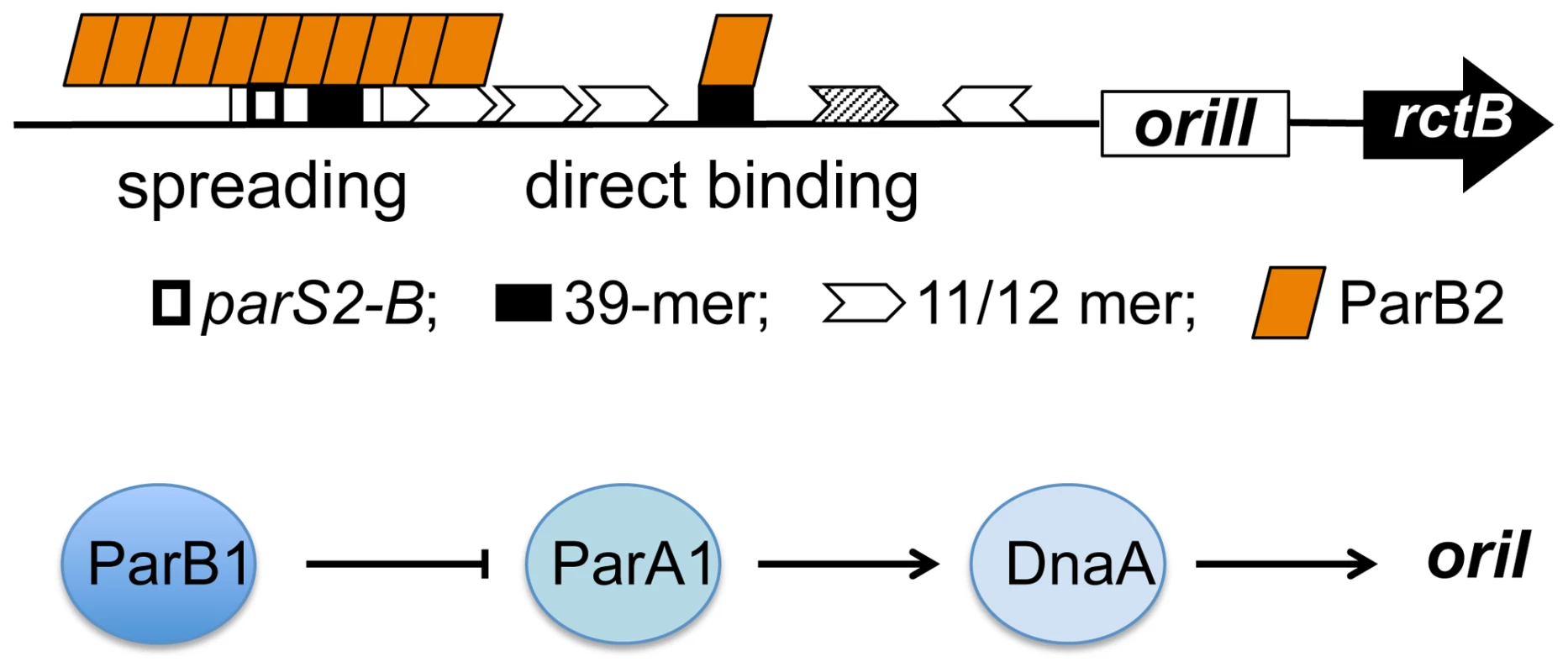 Model of activation of <i>V. cholerae</i> chromosome replication by Par proteins using multiple mechanisms.