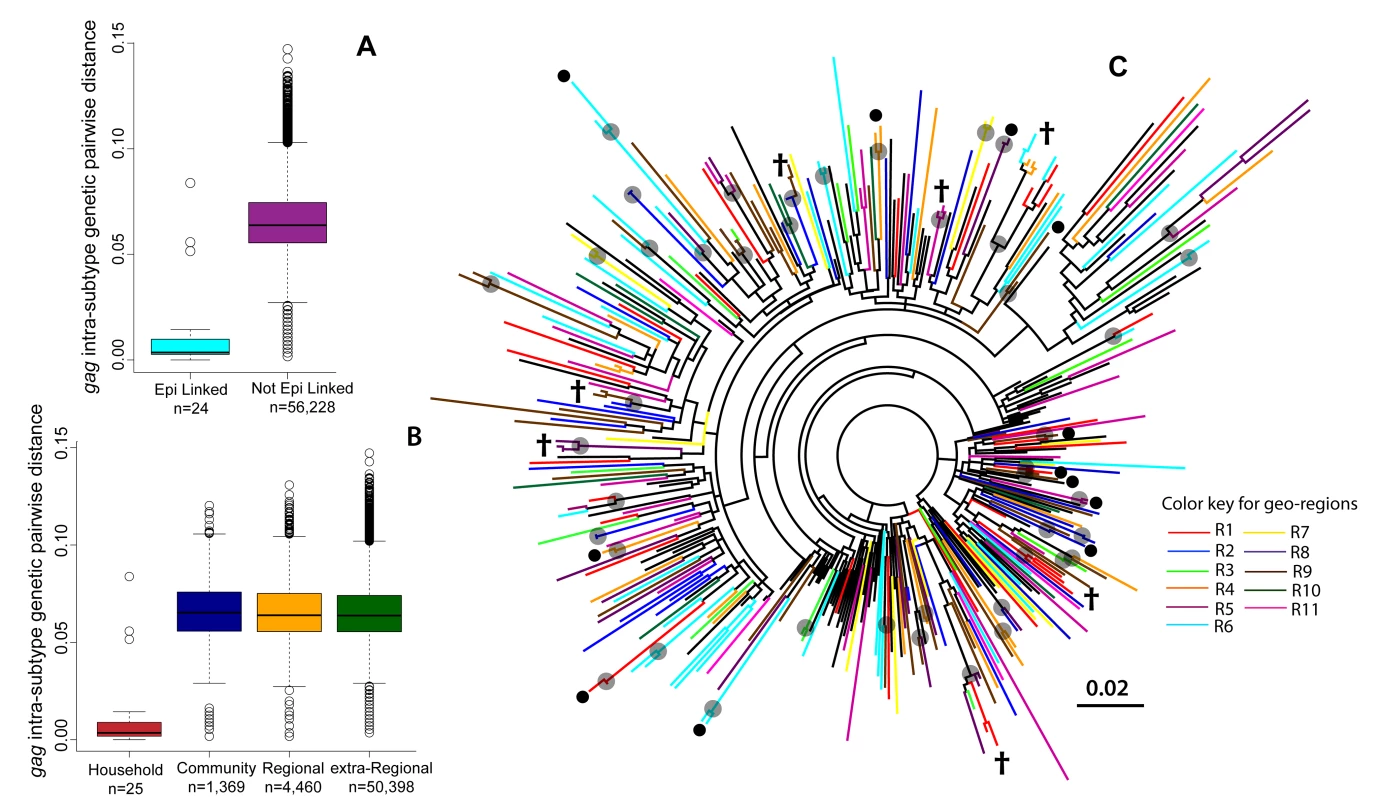 Maximum likelihood phylogenetic analyses of the HIV-1 <i>gag</i> gene.