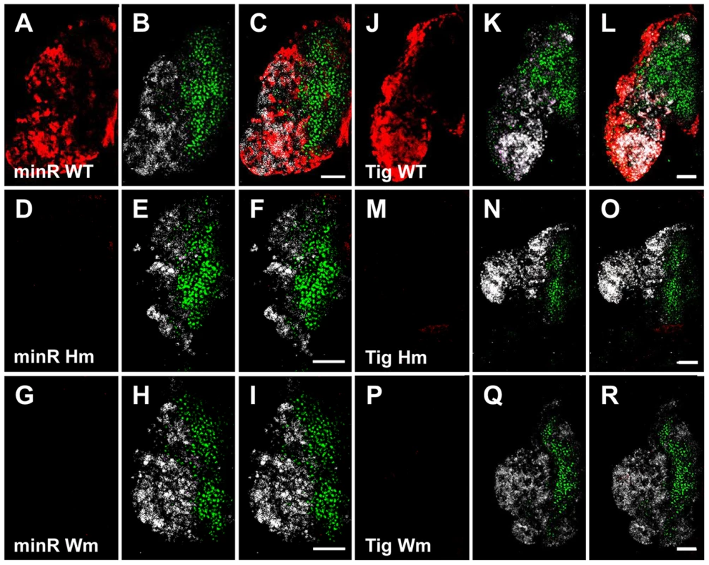The TCF binding sites are required for expression of the <i>Tig</i> and minR reporters in the CZ of larval LG.