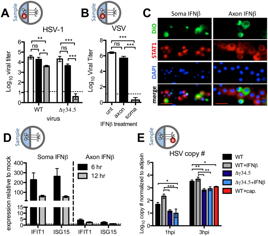 Axonal IFNβ signaling restricts HSV-1 titers through mechanisms independent of establishment of an antiviral state at the soma.