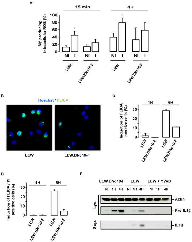 The <i>Toxo1</i>-mediated death of <i>T. gondii</i>-infected macrophages is associated to ROS production and caspase-1 activation.