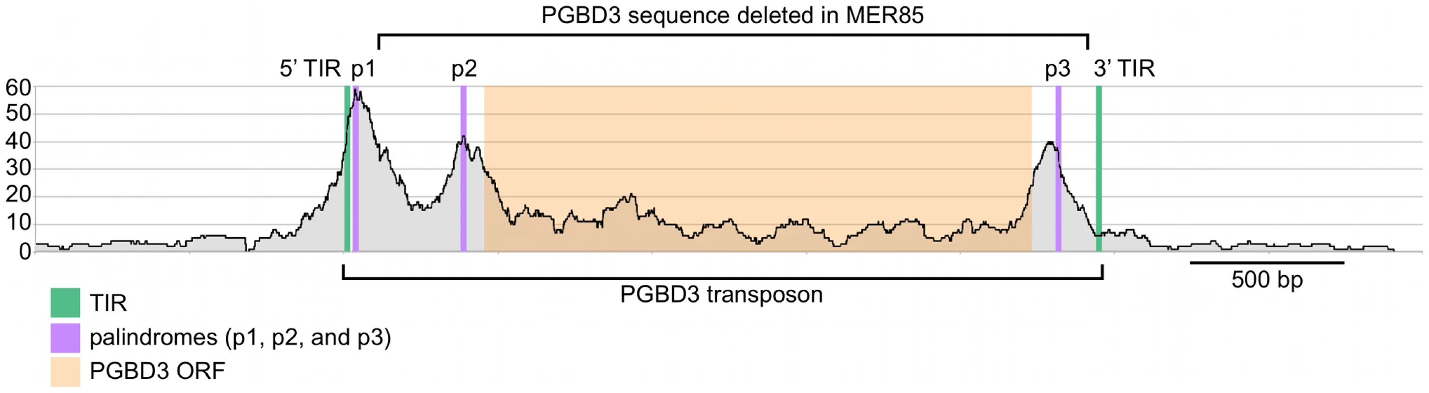 Fragment overlaps in the vicinity of the PGBD3 transposon reveal strong binding near each of three palindromes.