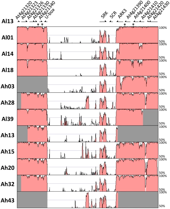 Sequence conservation in the S-locus region between <i>Al13</i> (the reference <i>A. lyrata</i> genome) and each of the other haplotypes.