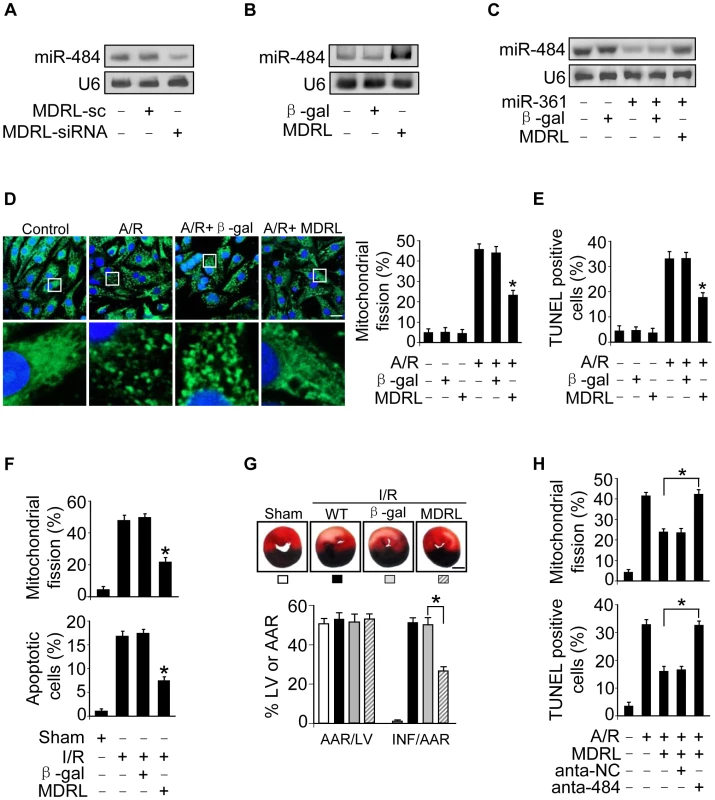 MDRL regulates mitochondrial fission and apoptosis through targeting miR-361 and miR-484.