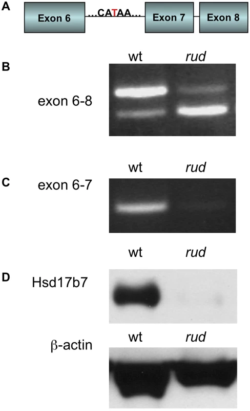 <i>Hsd17b7</i> is the gene carrying the <i>rudolph</i> mutation.