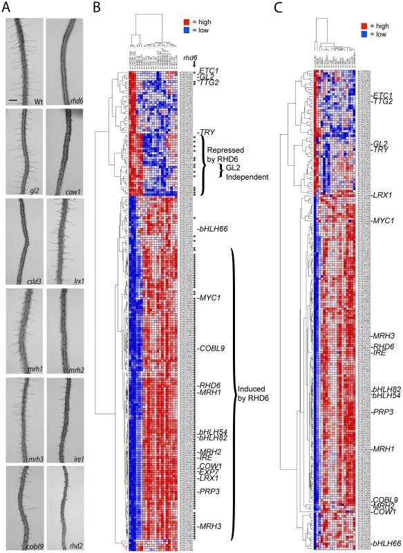 Effect of mutations on expression of the 208 core root epidermal genes.
