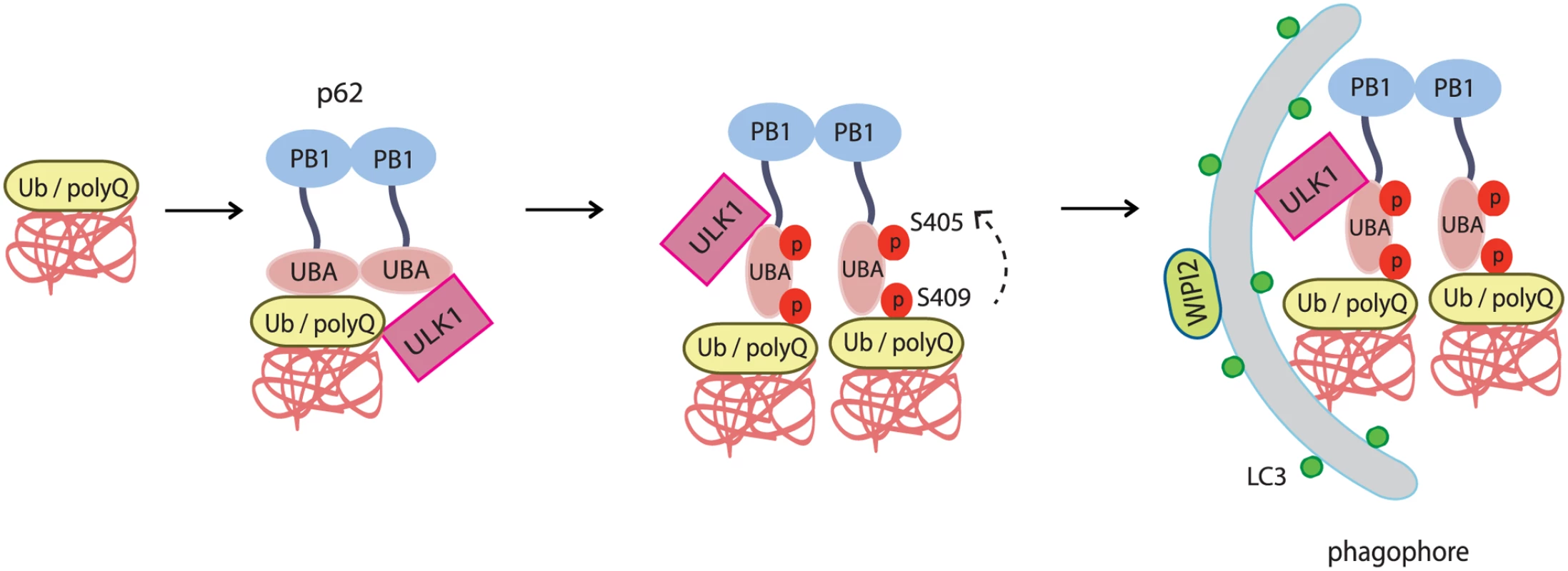 The working model for ULK1-mediated p-S409 and p-S405 of p62 in selective degradation of ubiquitinated proteins and polyglutamine-expanded proteins.