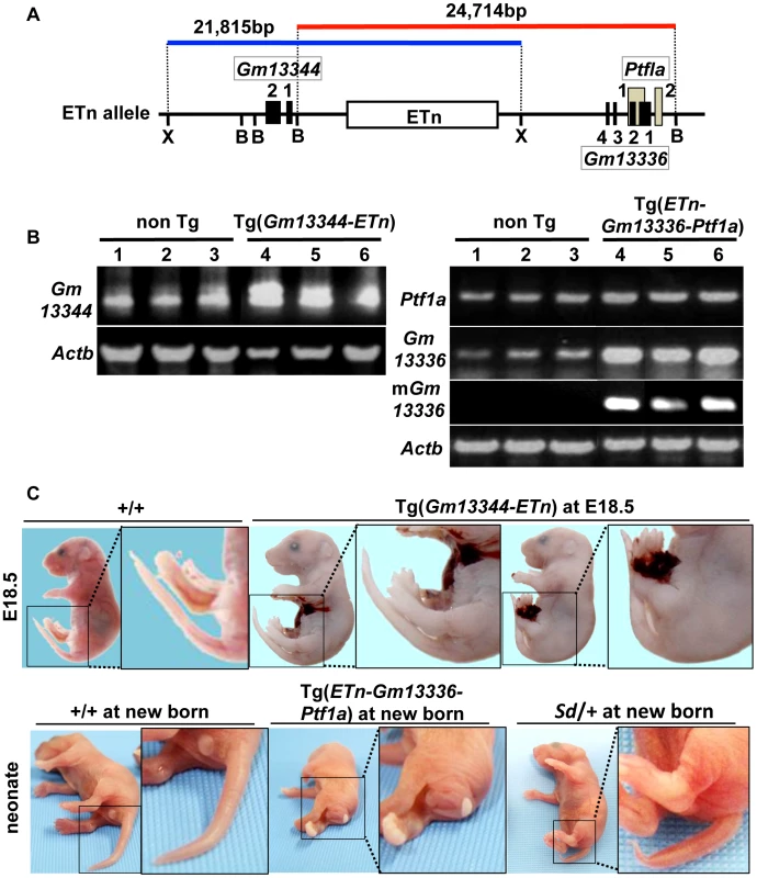 Tail phenotype in <i>Gm13336-Ptf1a</i> transgenic mice.