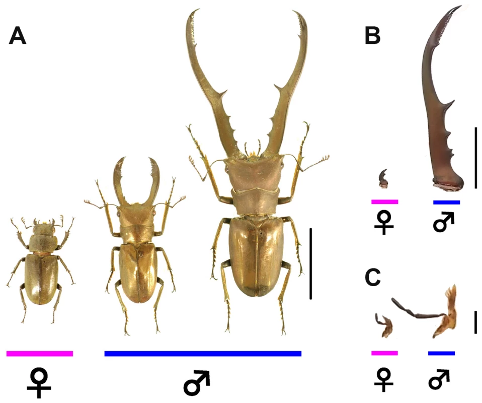 Focal stag beetle <i>Cyclommatus metallifer</i>.
