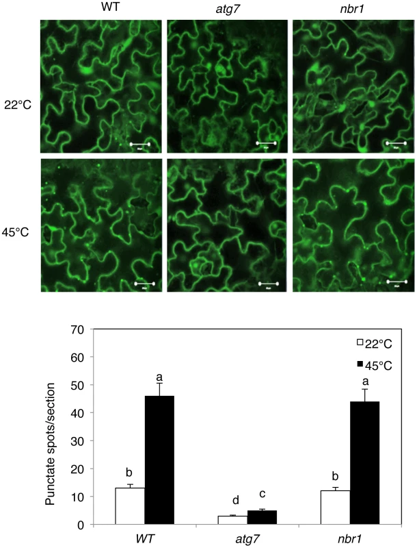 Increased formation of punctate structures containing GFP-NBR1 under heat stress.