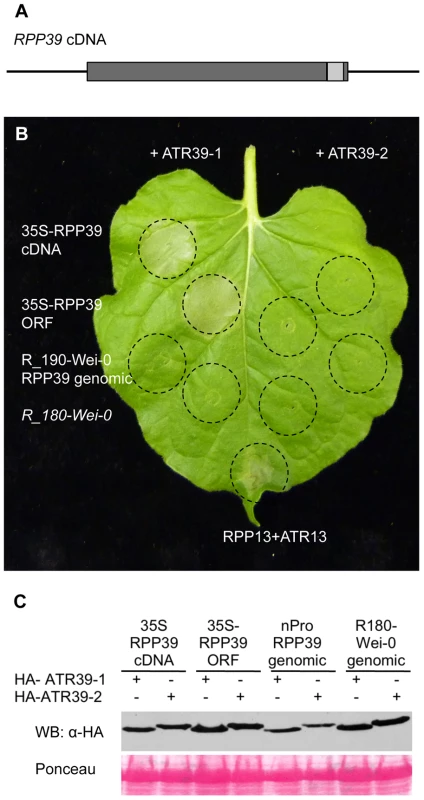 <i>RPP39</i> cDNA triggers ATR39-1–dependent HR in transient expression assays in <i>Nicotiana benthamiana</i>.