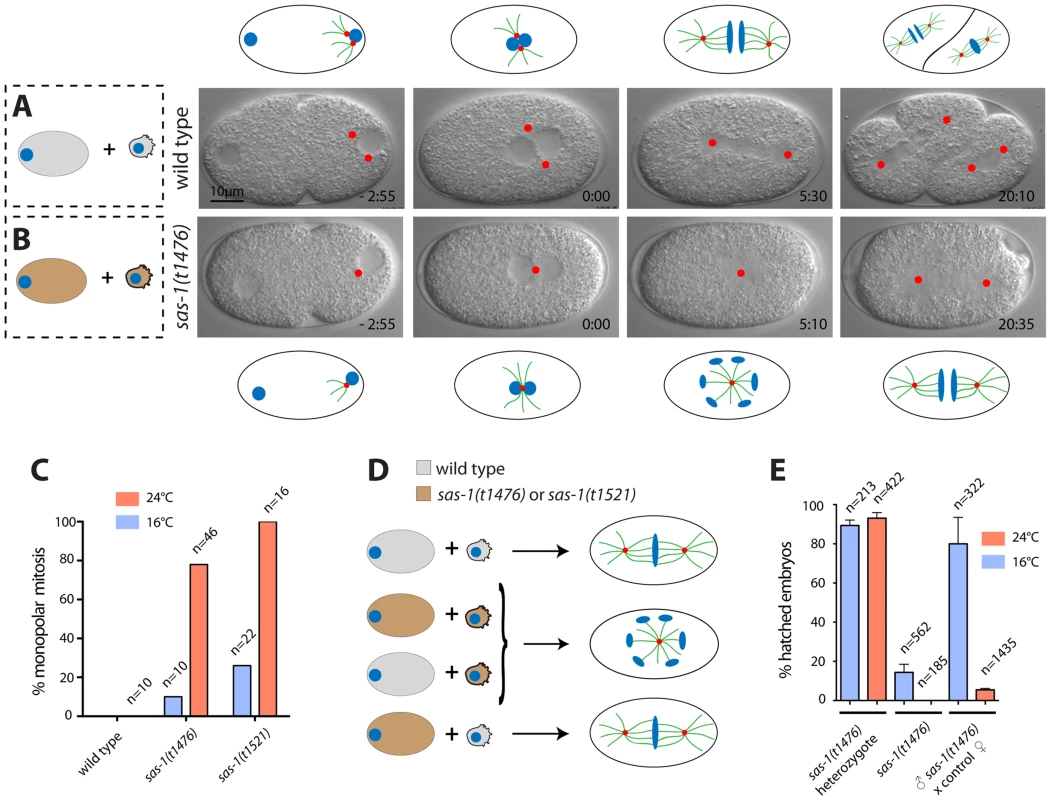 <i>sas-1</i> is a paternal-effect mutation required for bipolar spindle assembly in the embryo.