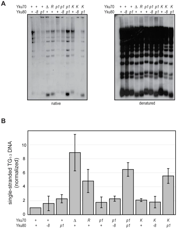DNA end binding–defective mutants are deficient for telomeric end protection.