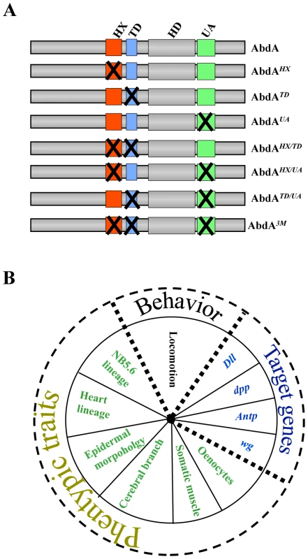 Combinatorial analyses of AbdA protein domains using a variety of biological readouts.