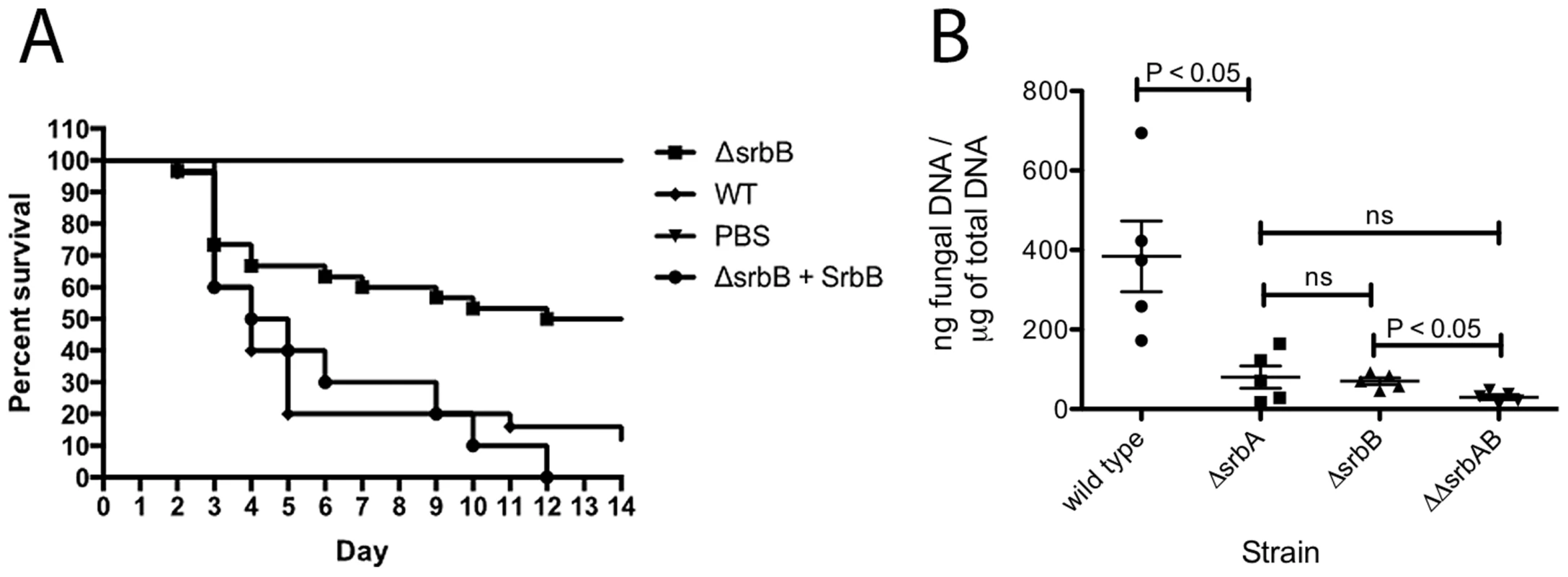 Loss of SrbB attenuates <i>Aspergillus fumigatus</i> virulence through reductions in pulmonary fungal burden.