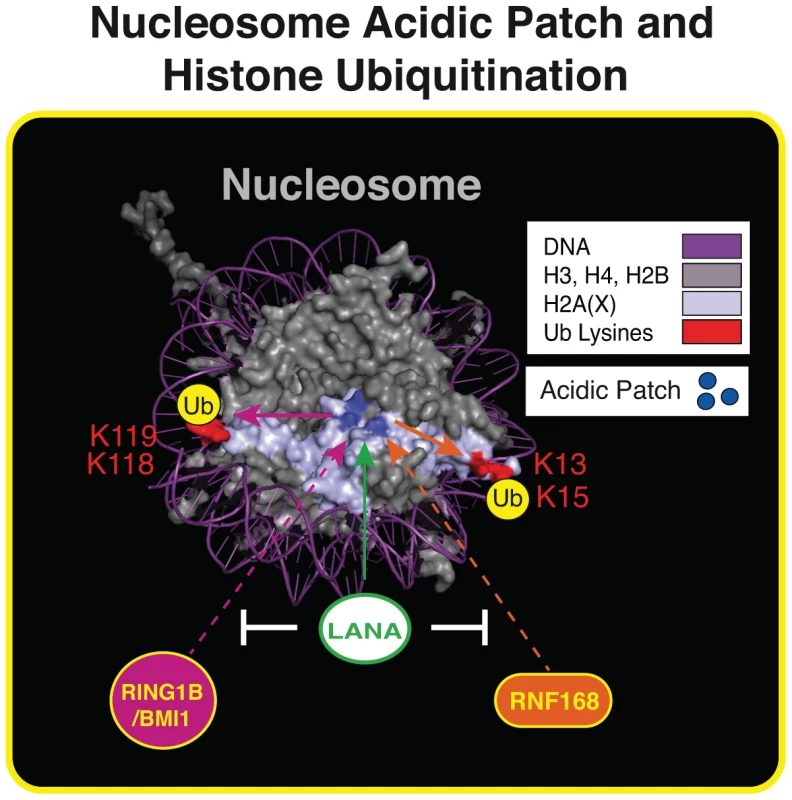 The nucleosome acidic patch and histone ubiquitination.