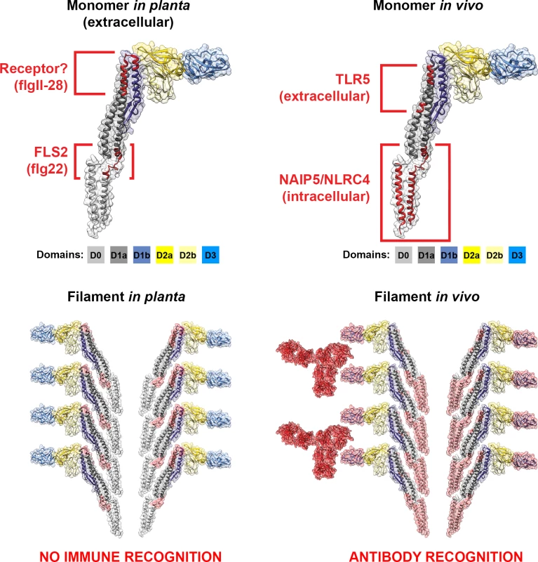 Cross-kingdom immune recognition of flagellin structures.