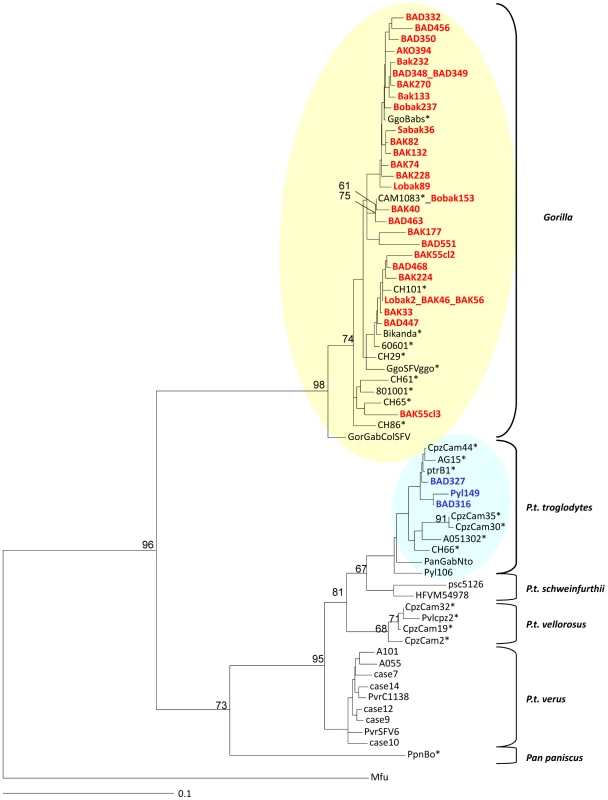 Rooted phylogenetic tree generated with consensus sequences of 425 bp fragments of the SFV <i>pol</i>-In from apes-infected hunters and prototype old world non-human primates from the apes' clades.